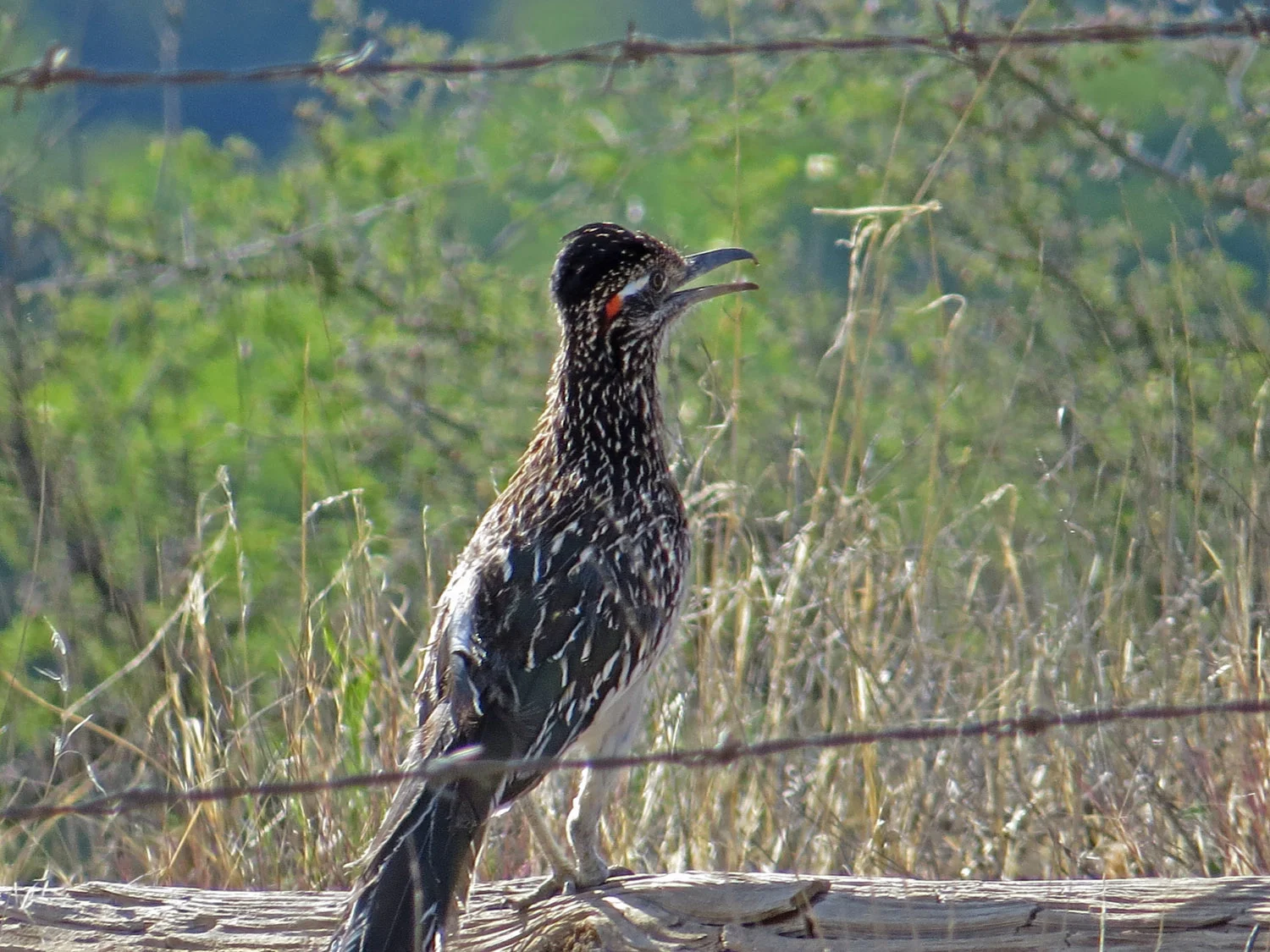 A Roadrunner in Arizona — Susan Kirby